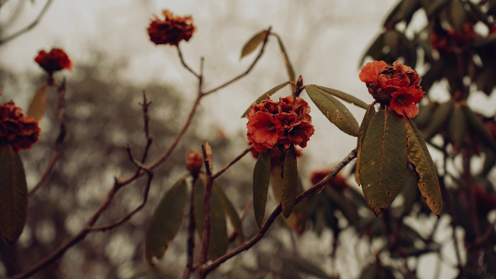 Landscape photograph — Frame 11