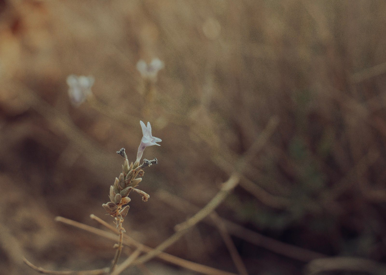 Landscape photograph — Frame 27