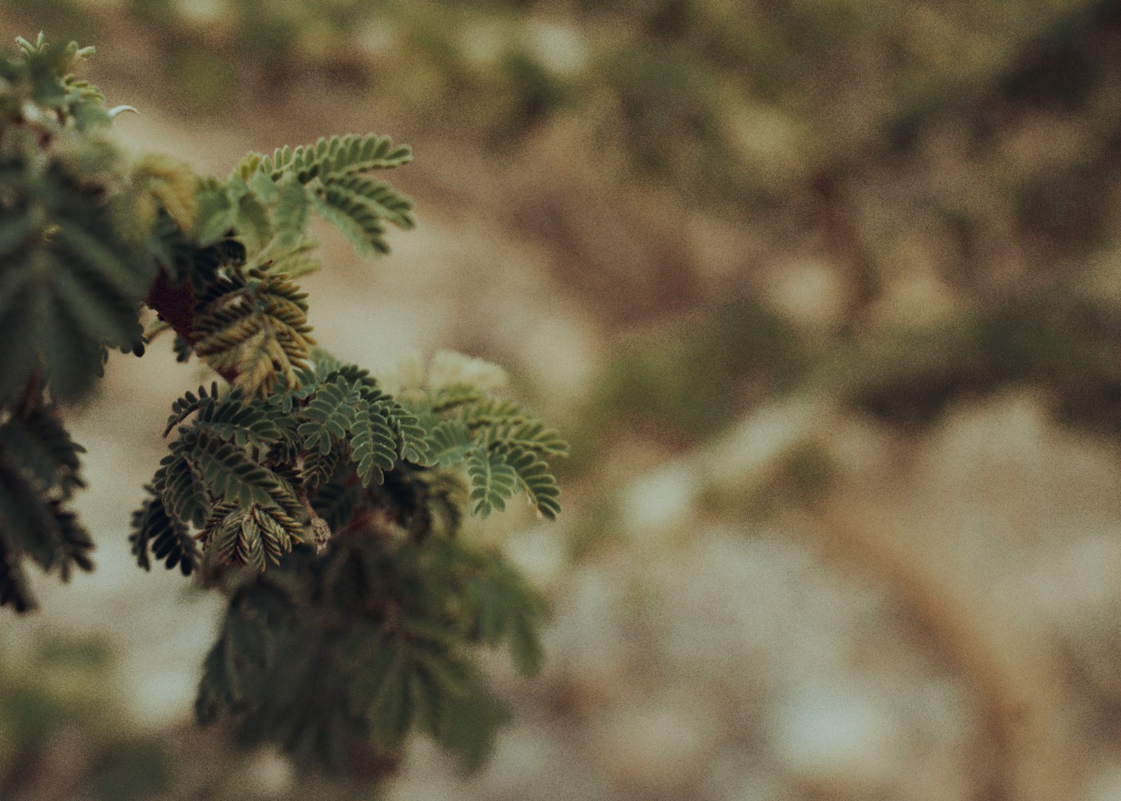 Landscape photograph — Frame 30