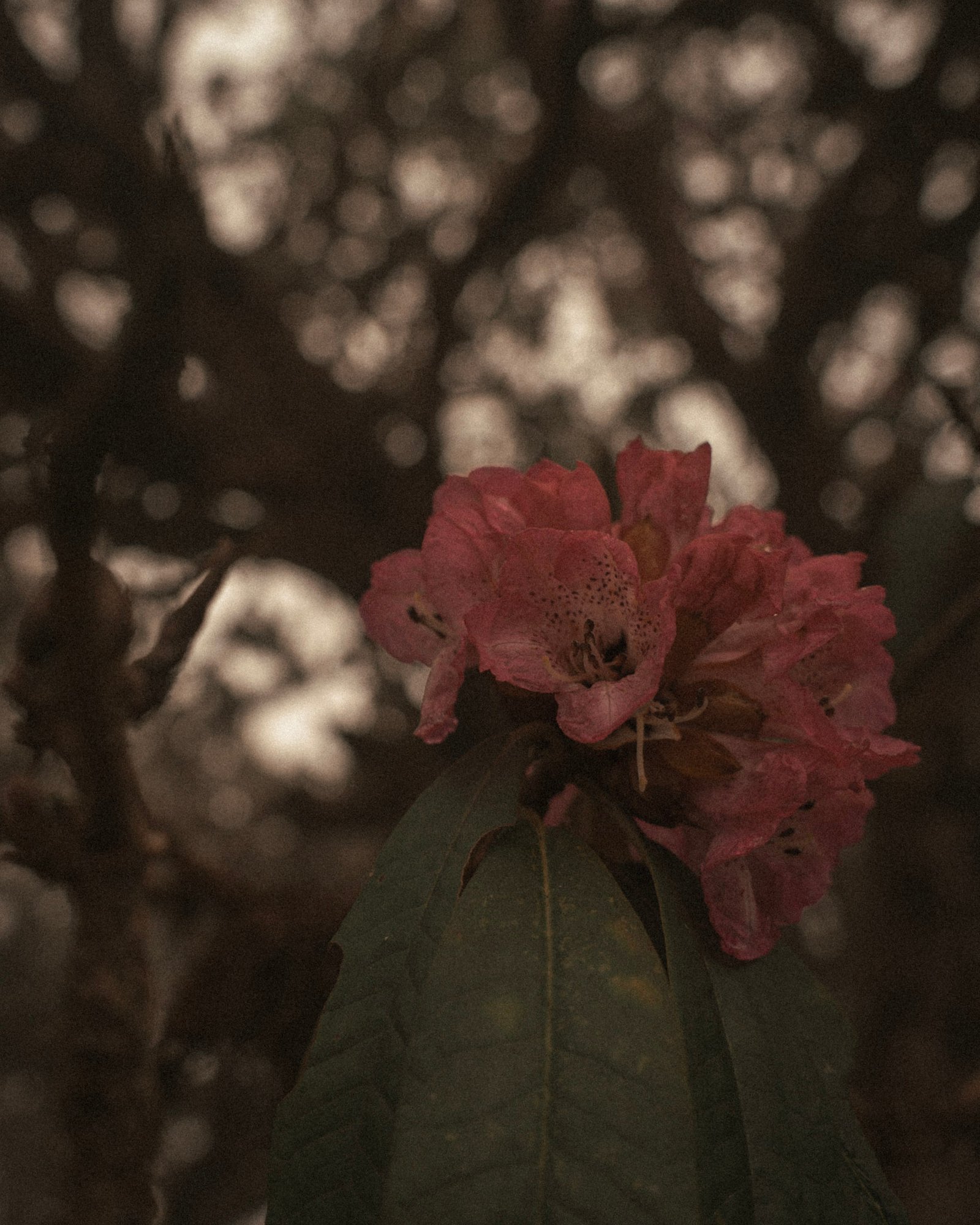 Streets photograph — Frame 27